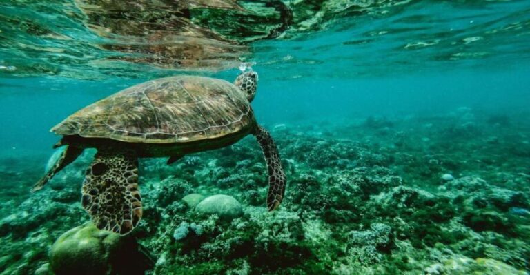 Wailea: Turtle Town Snorkeling Trip with Photo and Video - The Marine Life: Turtles, Fish, and More