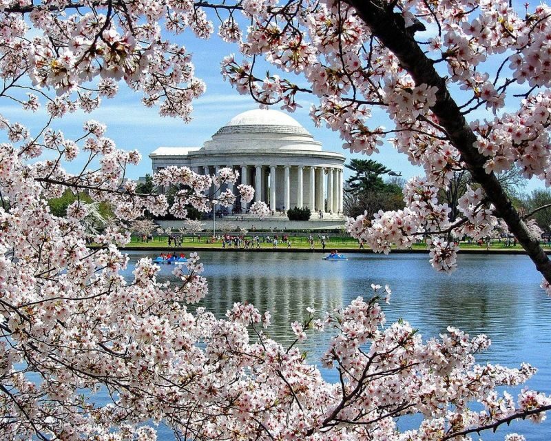 Washington DC: Cherry Blossom Walking Tour - Detailed Breakdown of the Tour Experience