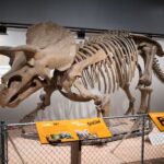 Washington DC: Museum of Natural History Private Guided Tour - Who Should Consider This Tour?