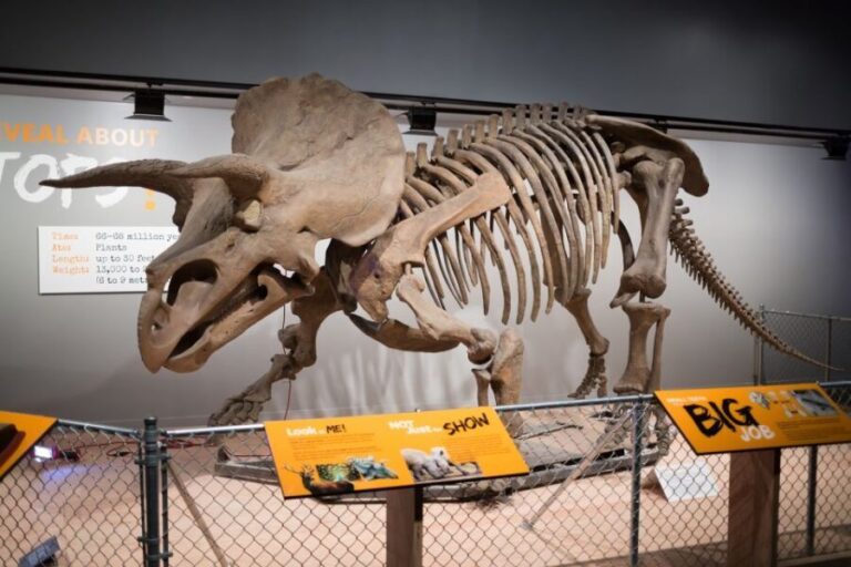 Washington DC: Museum of Natural History Private Guided Tour - Who Should Consider This Tour?
