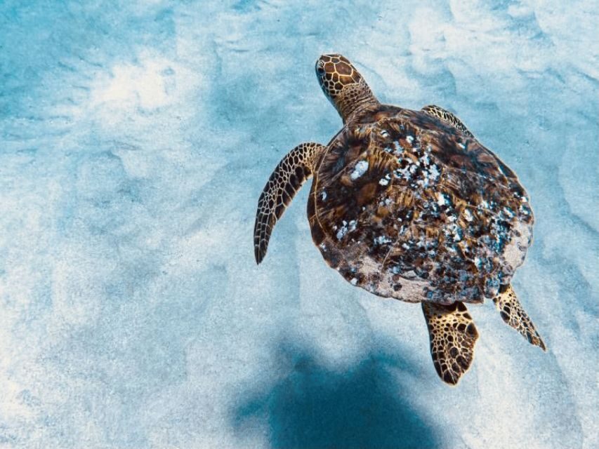 West O'ahu: Dolphin Watching and Snorkeling Catamaran Cruise - The Itinerary in Detail