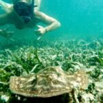 West Palm Beach: Beginner Snorkel Tour with Turtles & Videos - The Marine Encounters: What You Can Expect
