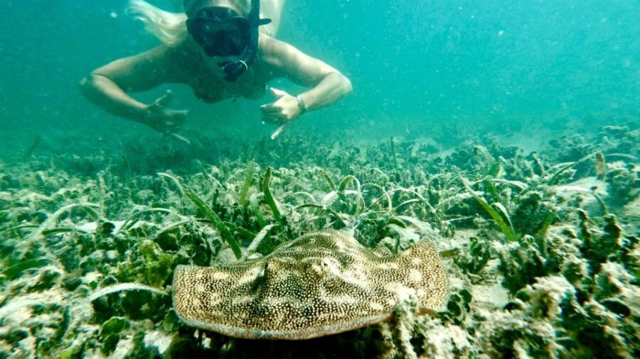 West Palm Beach: Beginner Snorkel Tour with Turtles & Videos - The Marine Encounters: What You Can Expect