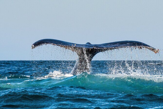 Whale and Dolphin Watch Boat Cruise in Oahu - Why This Tour Is a Great Choice