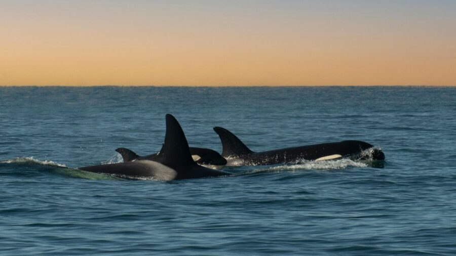 Whale and wildlife watching Private and Semi-Private tours - Authentic Encounters and Why They Matter