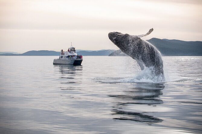 Whale Watching + Deception Pass Tour from Seattle - Departure and Pickup in Downtown Seattle