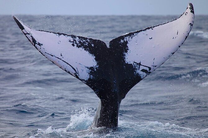 Whale Watching Expedition on Kauai - Practical Details