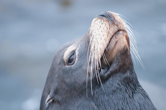 Whale Watching Monterey Bay semi-private limited to 6 people max - Detailed Breakdown of the Itinerary