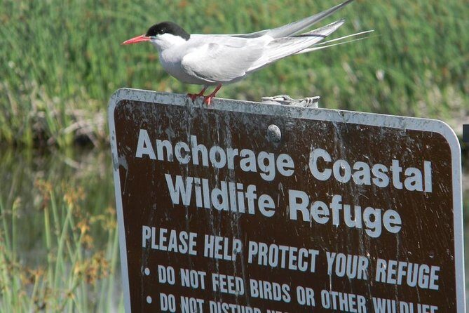 Whittier to Anchorage Cruise Transfer and Private Tour - A Deep Dive into the Itinerary