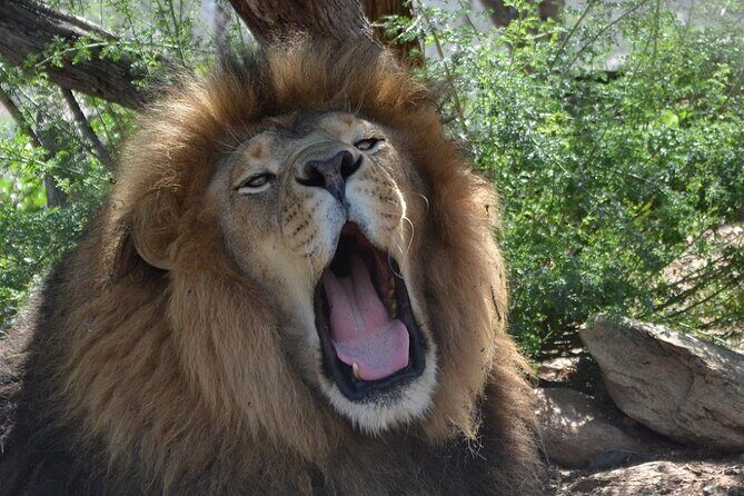 Wild Animal Nature Park Scenic Route 66 Crozier Canyon - What to Expect and Recommendations