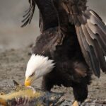 Wildlife Safari & Bear Viewing from Skagway - Key Points