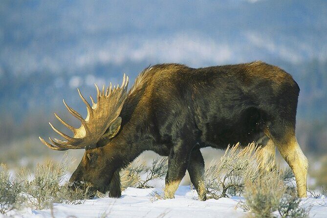 Wildlife Safari with Snowshoe & Winter Camp Dinner Experience - Practical Details & Whats Included