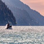 Wildlife Walking Half-Day Private Guided Tour in Whittier - The Experience and Its Value