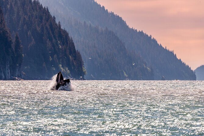 Wildlife Walking Half-Day Private Guided Tour in Whittier - The Experience and Its Value