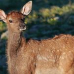 Wildside 4X4's Elk Watching Tour - The Value & Who Will Enjoy This Tour