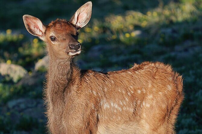 Wildside 4X4's Elk Watching Tour - The Value & Who Will Enjoy This Tour