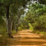 Wilpattu National Park Private Jeep Safari From Colombo & Negombo - Who Would Love This Tour?