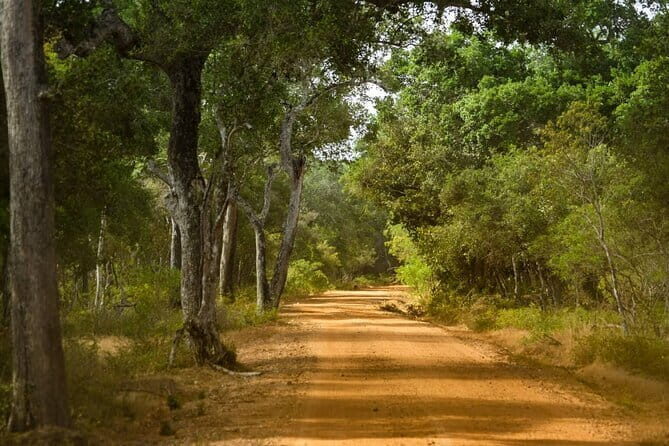 Wilpattu National Park Private Jeep Safari From Colombo & Negombo - Who Would Love This Tour?