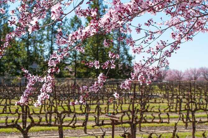Wine Tasting Audio Tour - Lodi California - What to Expect at Each Stop