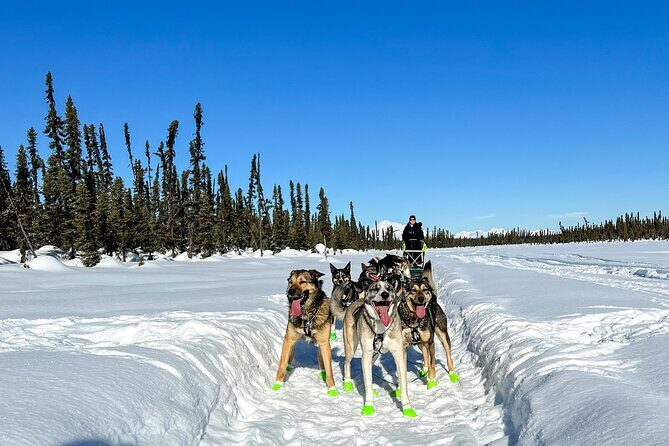 Winter Dog Sled Tour: Day or Night. - Pricing and Value
