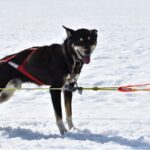 Winter Dog Sledding in Knik, Alaska - What Sets This Tour Apart