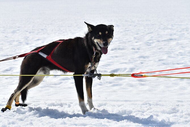 Winter Dog Sledding in Knik, Alaska - What Sets This Tour Apart