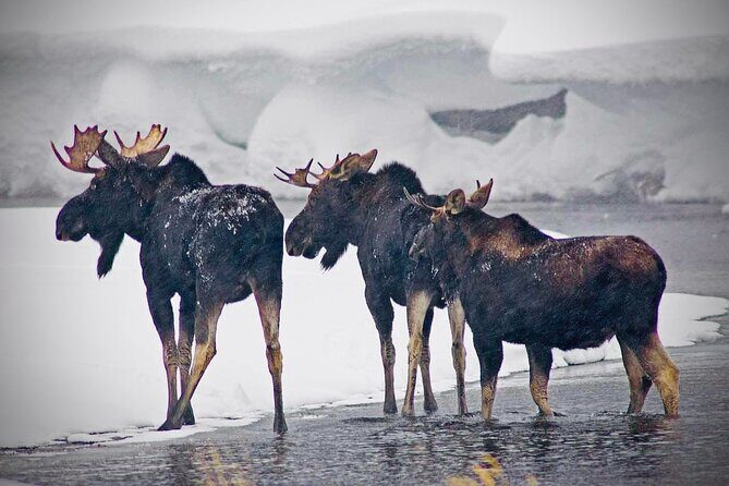 Winter Wildlife Safari in Yellowstone National Park - Final Thoughts