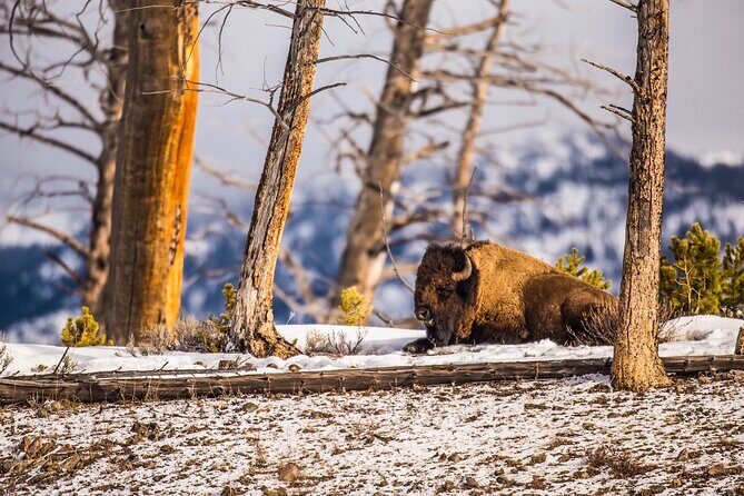 Winter Wildlife Safari: Lamar Valley | Bozeman | PRIVATE + Lunch - A Detailed Look at the Yellowstone Winter Safari