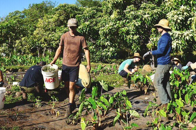 Work with Native Reforestation and Polynesian Agriculture in Maui - Practical Details and Value