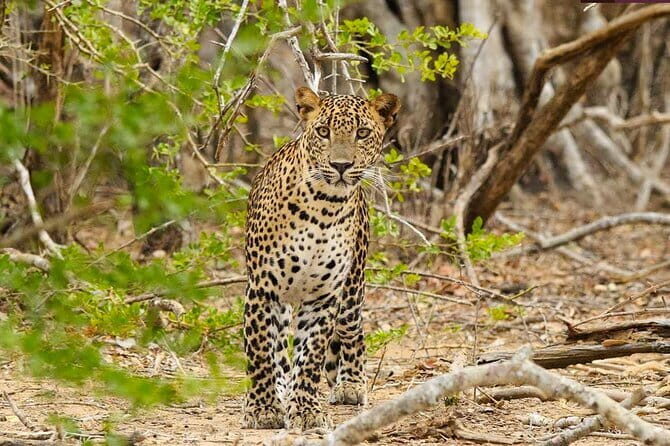 Yala National Park Private Jeep Safari From Colombo & Negombo - Who Should Consider This Tour?