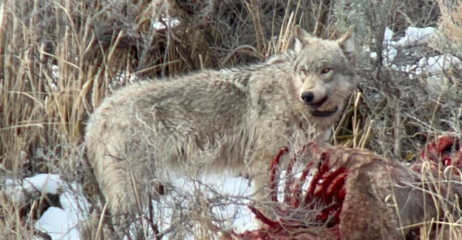 Yellowstone: Full-Day Private Guided Tour by Car with Lunch - Who Should Book This Tour?