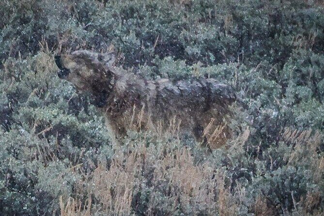 Yellowstone Full-Day Upper Loop Wildlife Adventure w/Lunch - The Itinerary in Detail