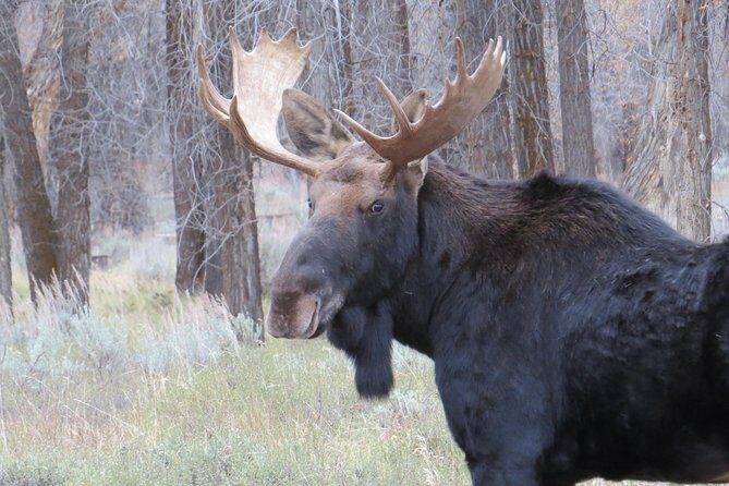 Yellowstone & Grand Teton National Parks - Ultimate Wildlife Safari - What To Expect From Your Experience