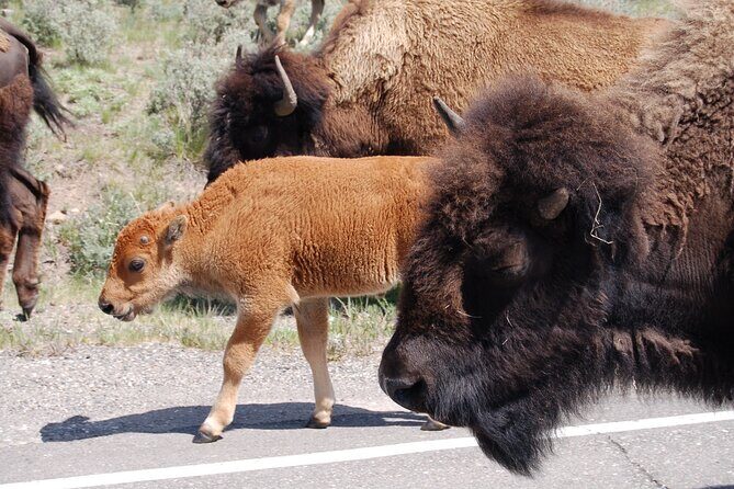 Yellowstone Grand Tour: See All Yellowstone In One Day - The Value of This Tour