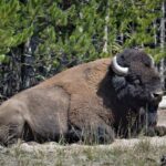 Yellowstone National Park 2 Day Tour Upper and Lower Loop - The Value of a Guided Experience