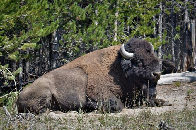 Yellowstone National Park 2 Day Tour Upper and Lower Loop - The Value of a Guided Experience