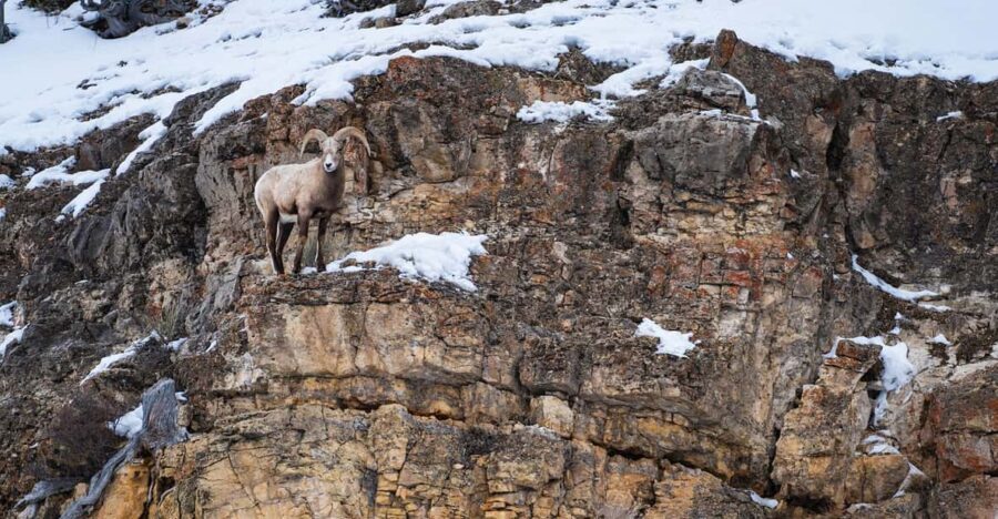 Yellowstone National Park: 3 Day Wildlife Photography Tour - Detailed Itinerary Breakdown