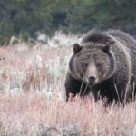 Yellowstone National Park - PRIVATE Upper Loop Tour from West Yellowstone - Value vs. Cost