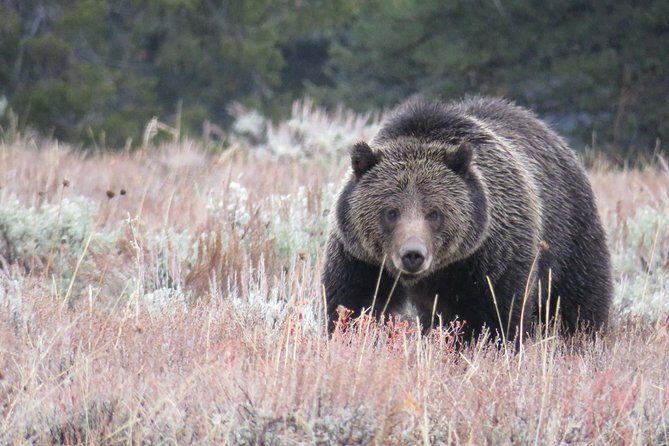Yellowstone National Park - PRIVATE Upper Loop Tour from West Yellowstone - Value vs. Cost