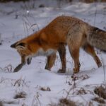 Yellowstone National Park Private Wildlife Tour - What Makes This Tour Special?