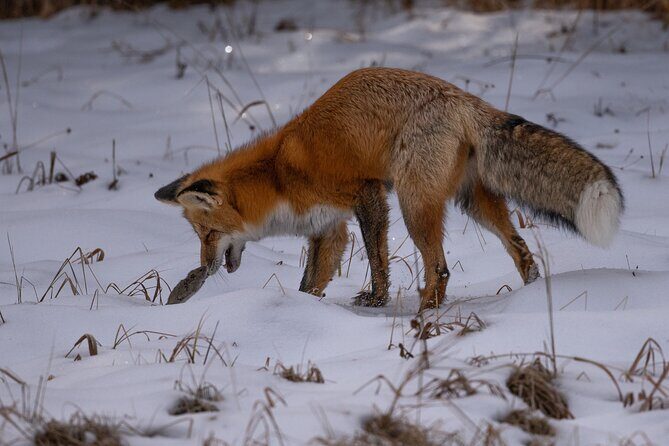 Yellowstone National Park Private Wildlife Tour - What Makes This Tour Special?