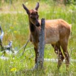 Yellowstone Private Upper Loop Tour with Lunch - The Sum Up: Is This Tour Worth It?