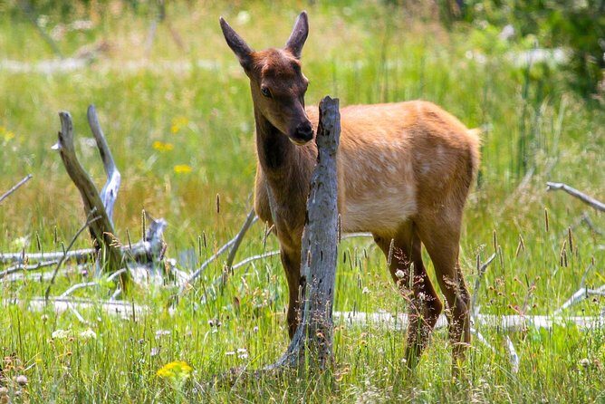 Yellowstone Private Upper Loop Tour with Lunch - The Sum Up: Is This Tour Worth It?
