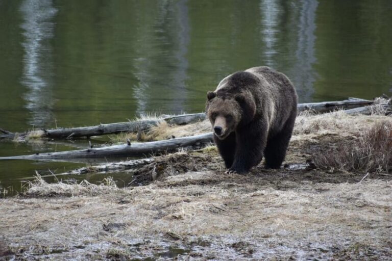 Yellowstone Wildlife Tours: From West Yellowstone Montana - Final Thoughts