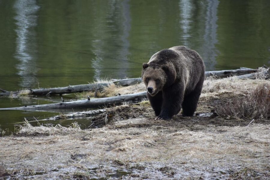 Yellowstone Wildlife Tours: From West Yellowstone Montana - Final Thoughts