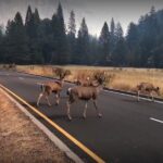 Yosemite, Kings Canyon National Parks 2 Day Tour from SF - The Realities of the Experience