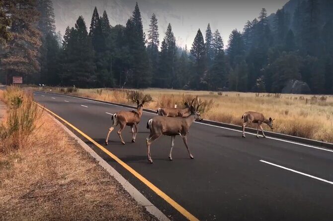 Yosemite, Kings Canyon National Parks 2 Day Tour from SF - The Realities of the Experience