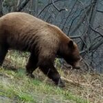 Yukon Dogs and Gold - Who Will Love This Tour?