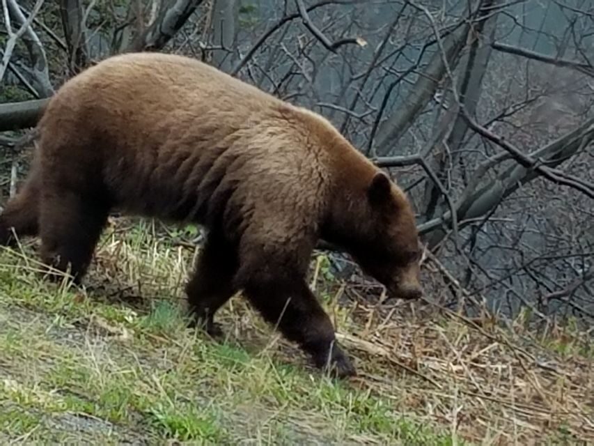 Yukon Dogs and Gold - Who Will Love This Tour?