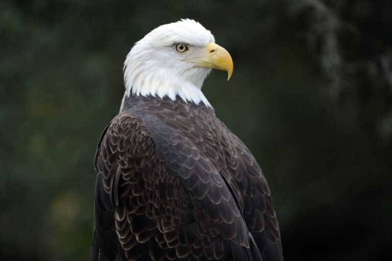 Zoo Miami: General Admission Ticket - An In-Depth Look at What Zoo Miami Offers